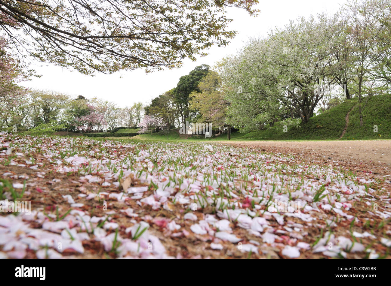 Cherry Blossom Tree in Park Banque D'Images