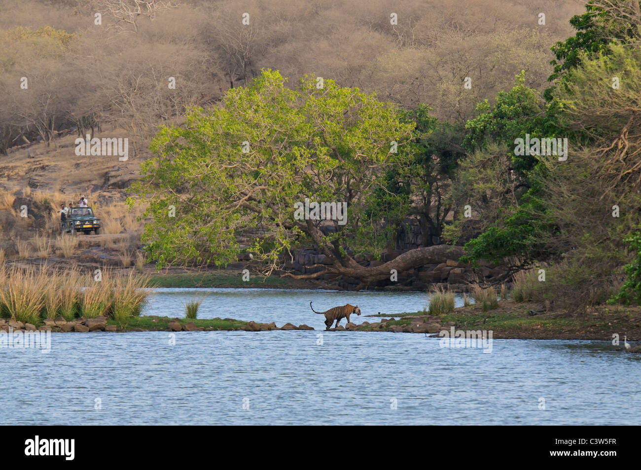 Tigre mâle pour traverser un lac dans la réserve de tigres de Ranthanbhore Banque D'Images