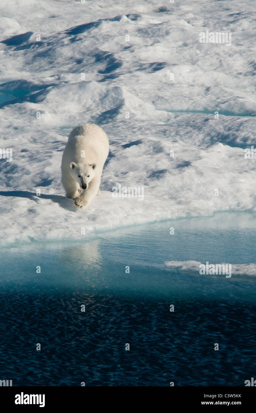 Une chasse à l'ours polaire femelle seal sur une banquise au Nunavut, Canada. Banque D'Images