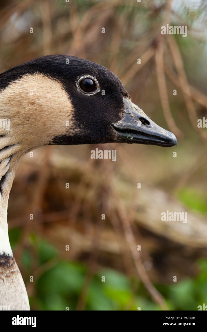 (Branta sandvicensis Bernache Hawaï). Portrait d'un coup à la tête. Montrant le projet de loi, et l'œil relativement importante de cette espèce. Banque D'Images