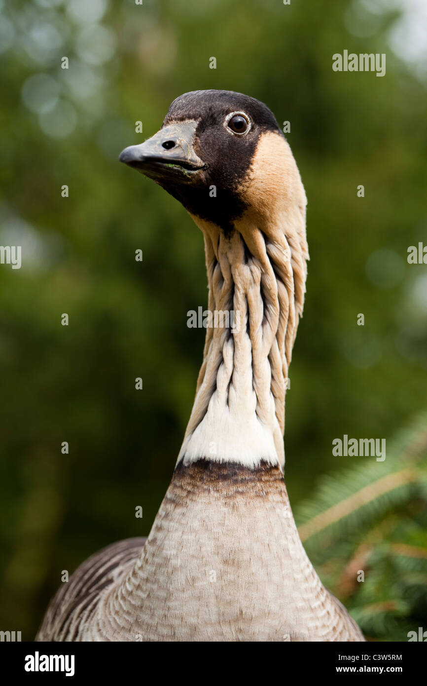 Hawaiian Goose (Branta sandvicensis). Portrait. Banque D'Images