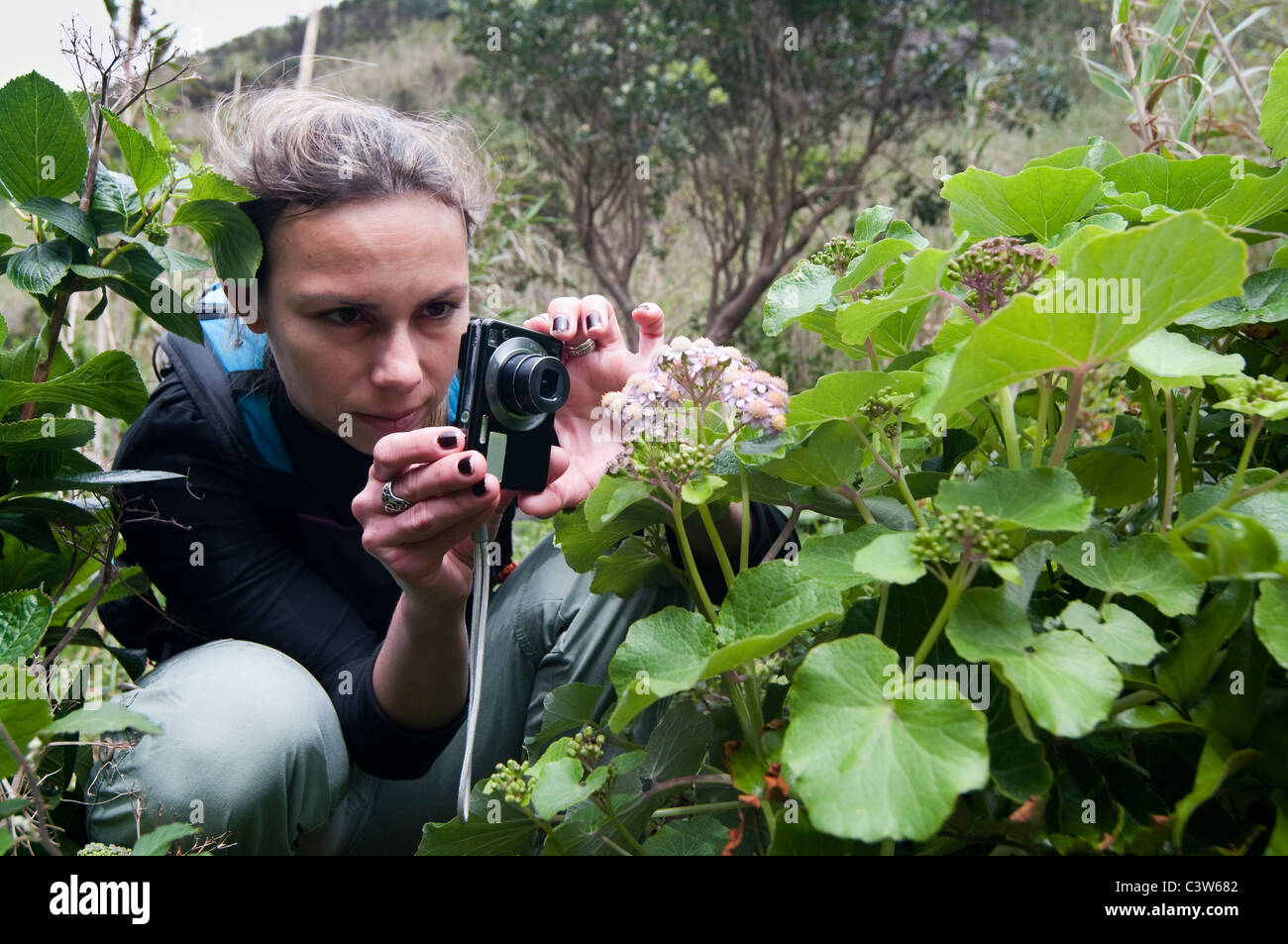 Femme de prendre une image de macro plante endémique Banque D'Images