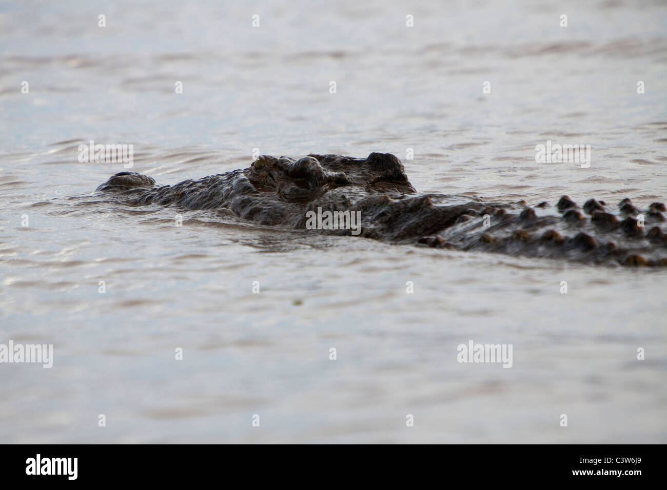 Crocodile, lac chamo, Ethiopie, Afrique Banque D'Images