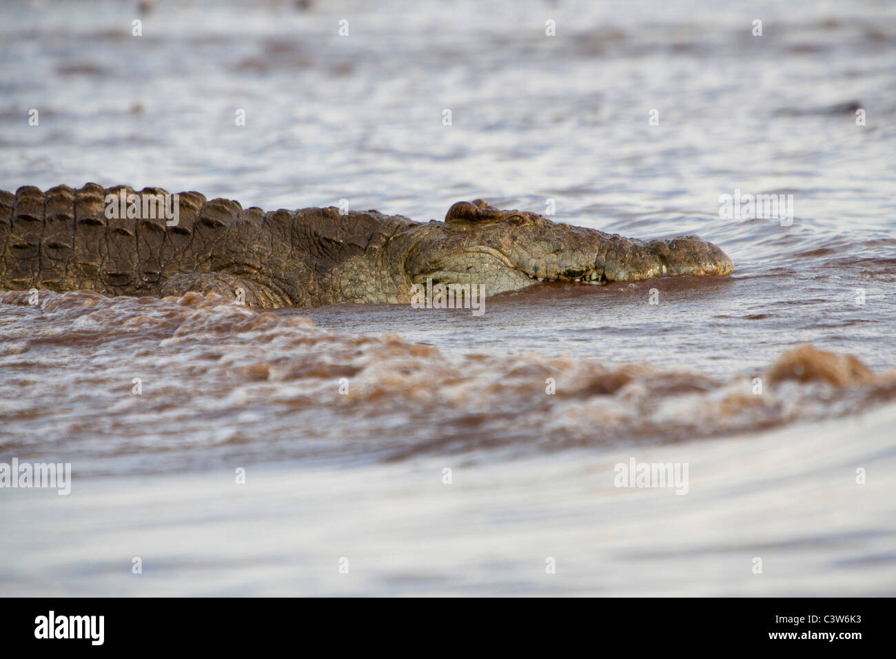 Crocodile, lac chamo, Ethiopie, Afrique Banque D'Images