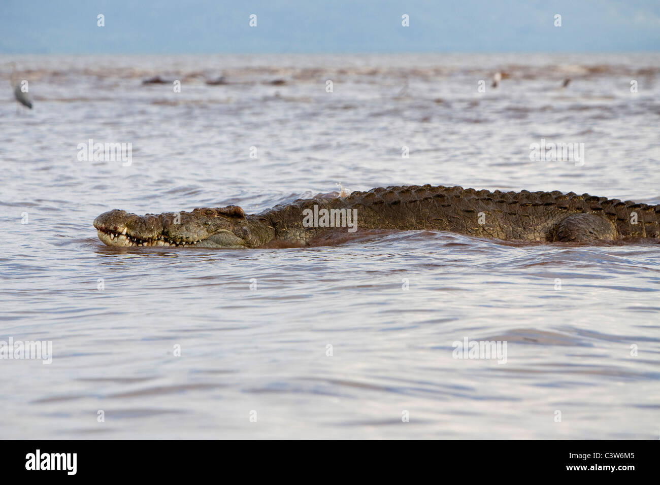 En Crocodile Lac Chamo, Ethiopie, Afrique Banque D'Images