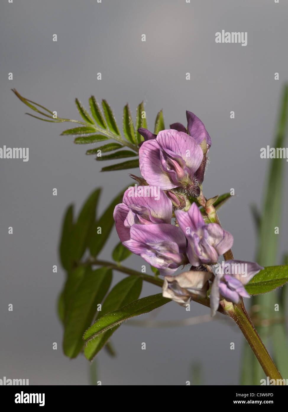 Vicia sativa, vesce commune, portrait vertical de fleurs violettes avec de belles hors focale arrière-plan. Banque D'Images