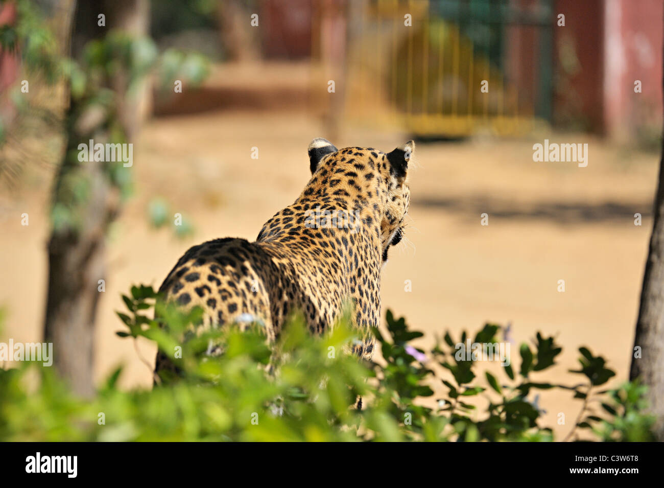 Leopard sur les pistes dans la réserve de tigres de Ranthambhore Banque D'Images