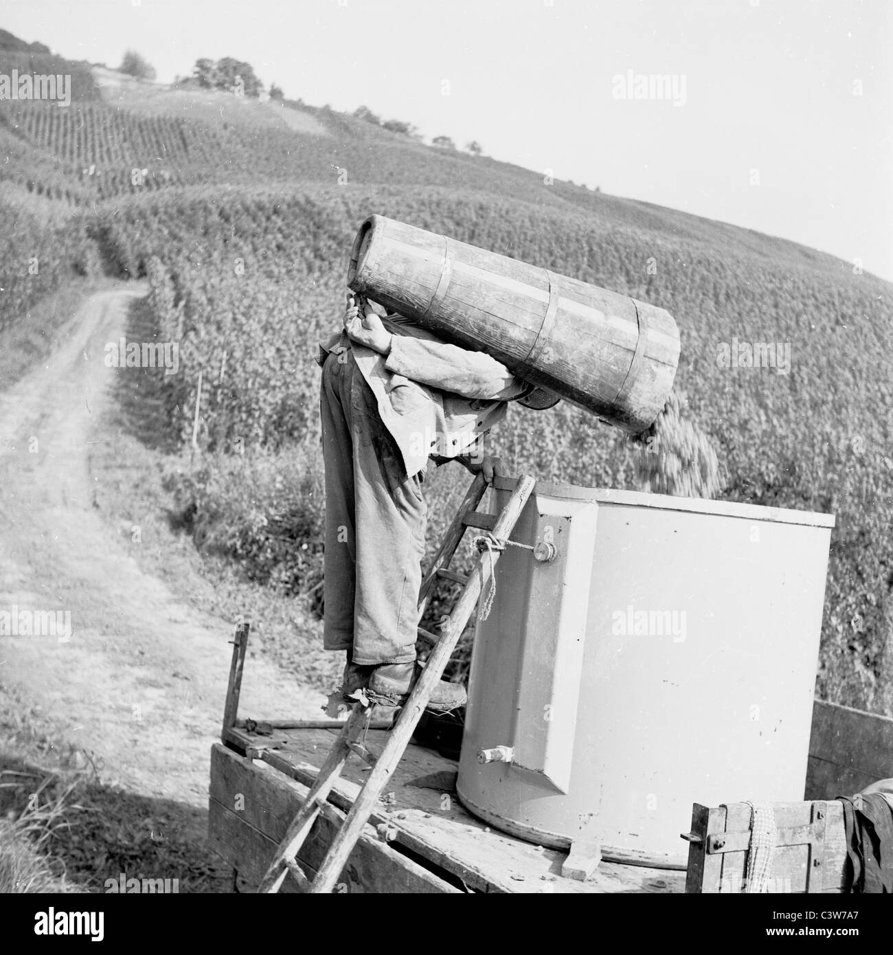 Années 1950. Dans ce tableau historique, nous voyons un homme sur l'échelle de sélection de raisin versant le seau en bois de raisin dans un récipient sur le camion. Banque D'Images