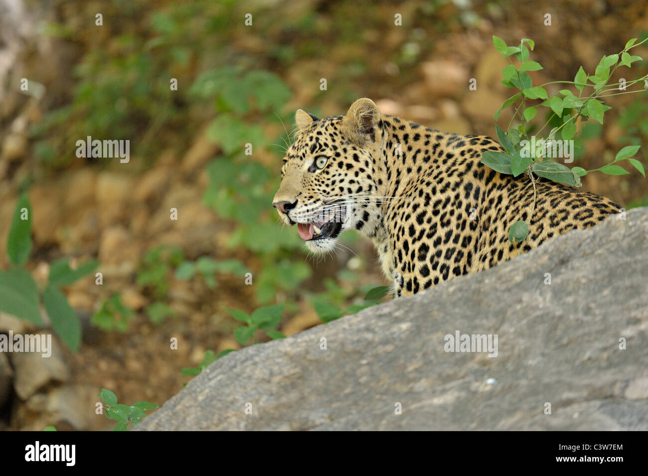 Leopard sur les rochers dans la réserve de tigres de Ranthambhore Banque D'Images