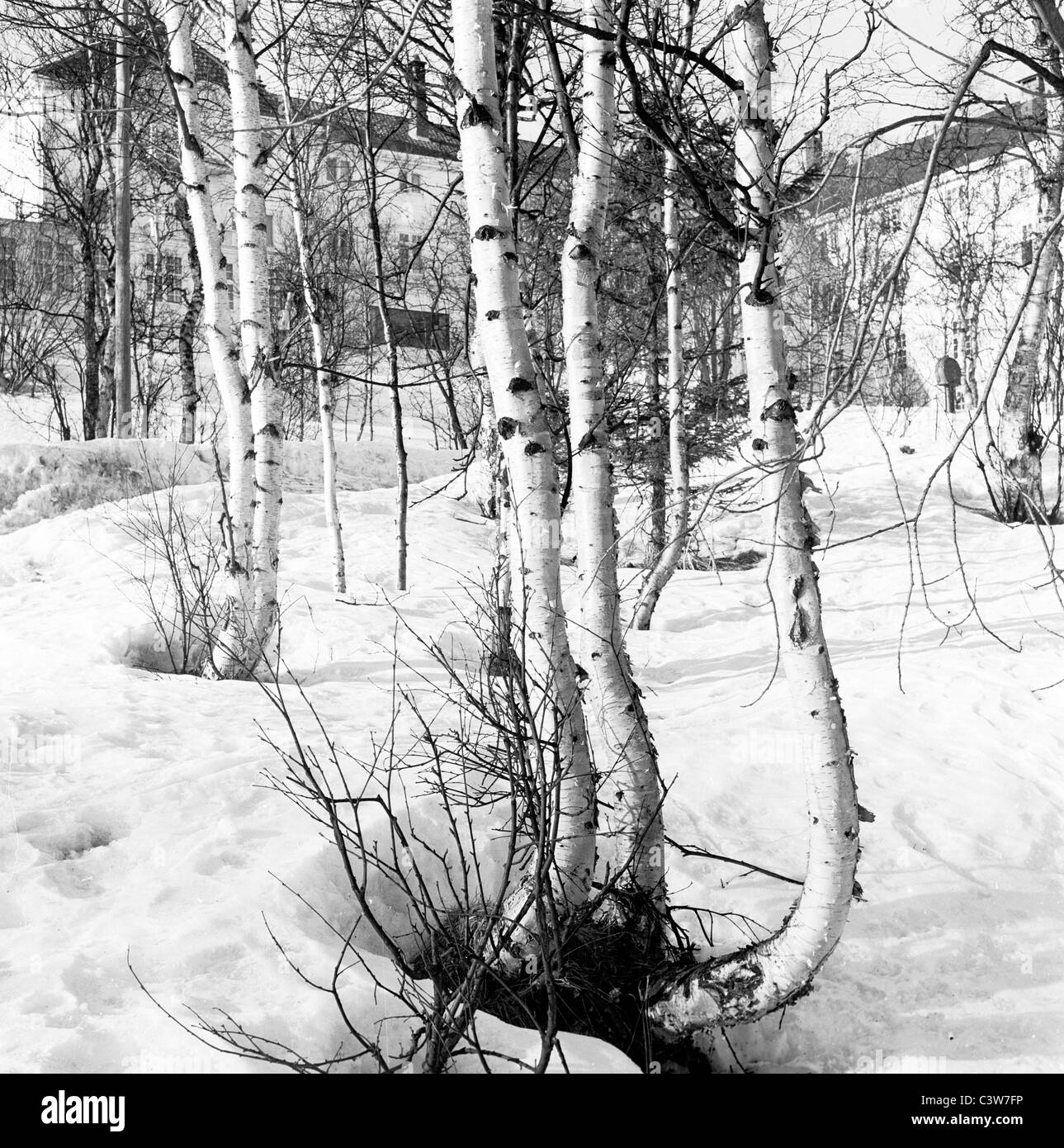 Un bouleau blanc arbre grandit à partir du sol couvert de neige, prises dans les années 1950 par J. Allan l'argent comptant. Banque D'Images