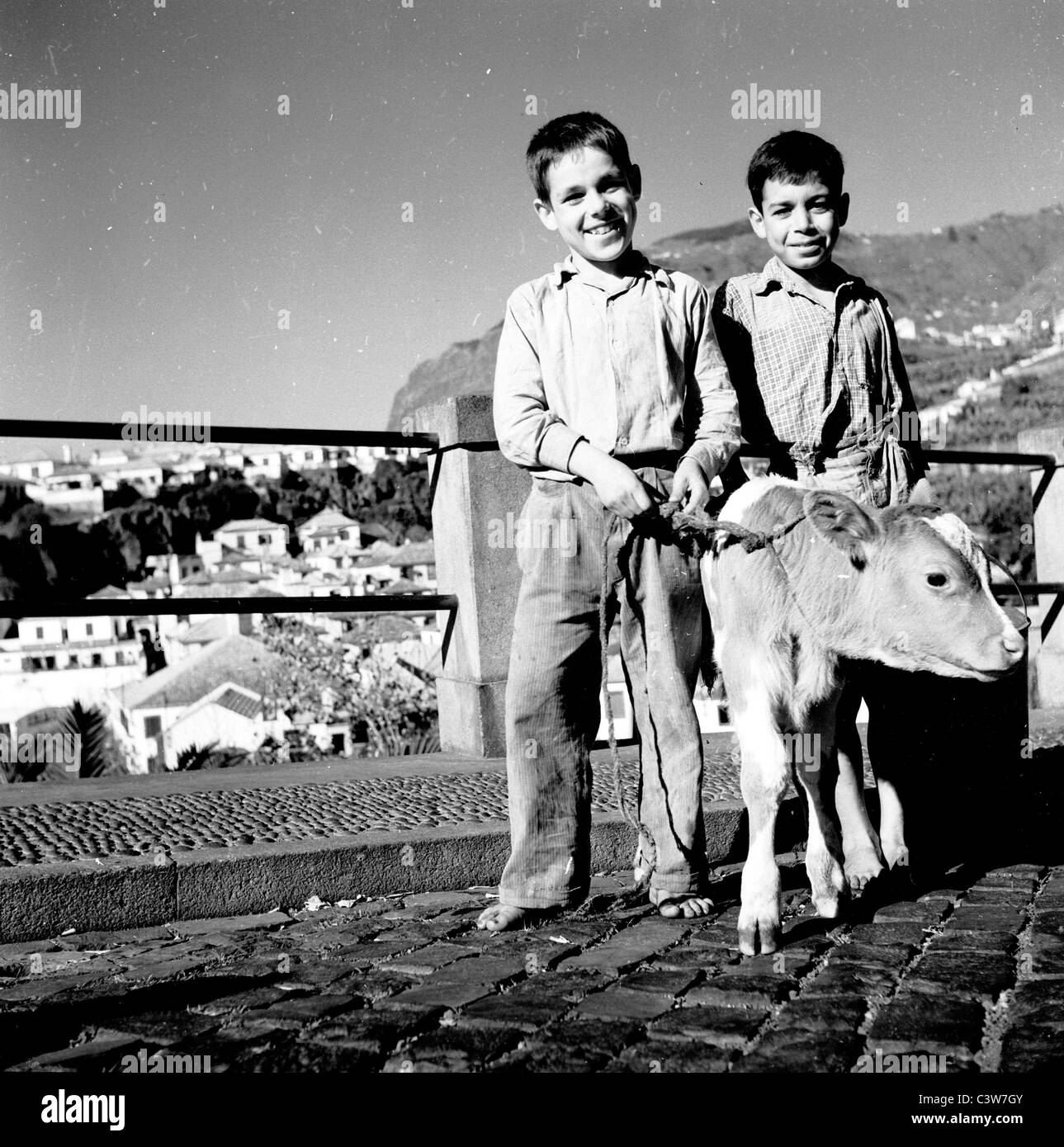 Madère, années 1950 par J. Allan Cash. L'été et deux jeunes garçons de berger barefootés debout à l'extérieur sur un chemin avec leur petit taureau à Funchal. Banque D'Images