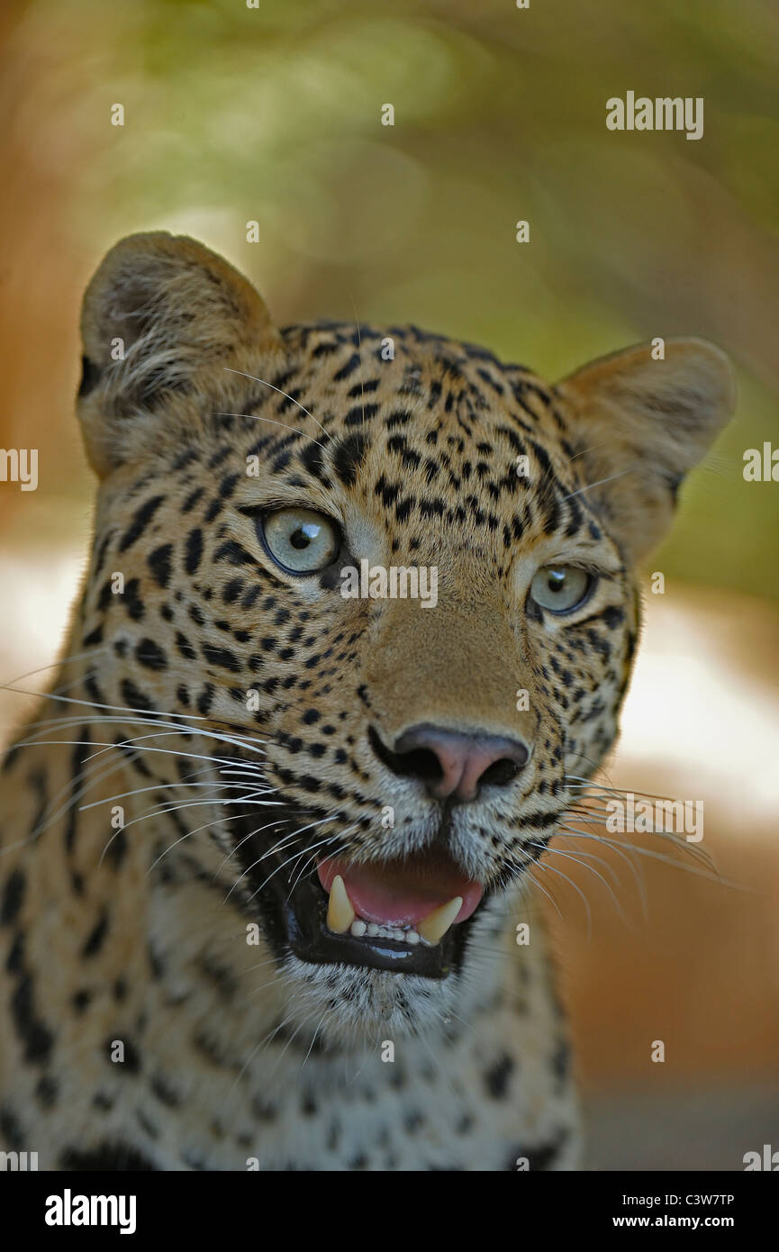 Gros plan d'une tête de léopard dans la réserve de tigres de Ranthambhore Banque D'Images