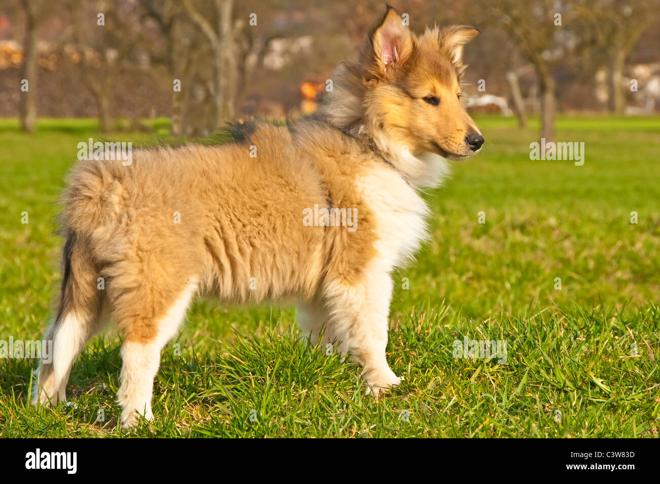 British collie roquet Banque D'Images