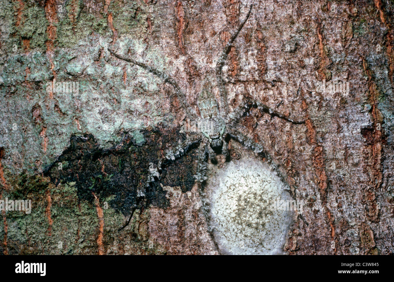 Femelle araignée huntsman Lichen (Pandercetes gracilis) camouflé et gardant ses oeufs-sac, rainforest, Queensland, Australie Banque D'Images