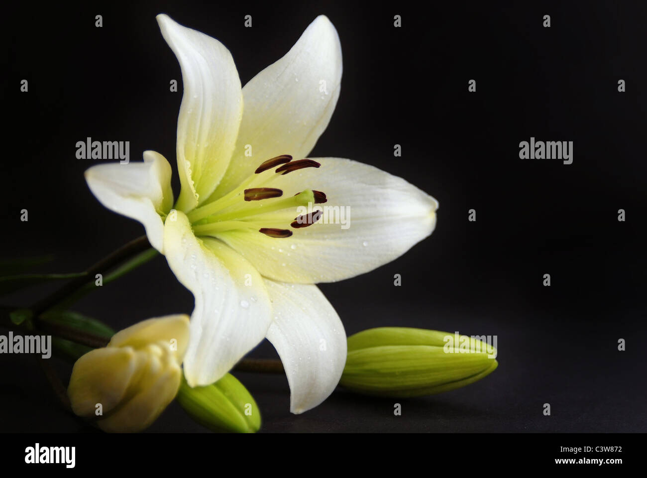 Belle fleur blanche sur fond noir. Banque D'Images