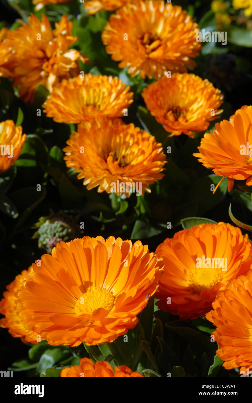 Orange fleurs champ. Close-up shot. Nature fond Banque D'Images