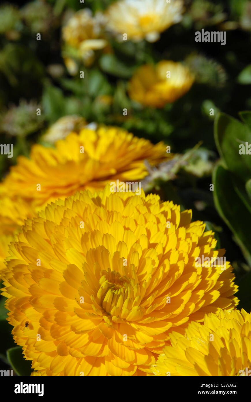 Fleur jaune. Close-up shot Banque D'Images