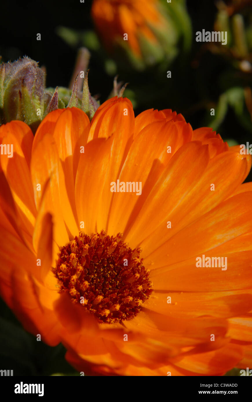 Fleur Orange. Un plan macro. Photo verticale Banque D'Images