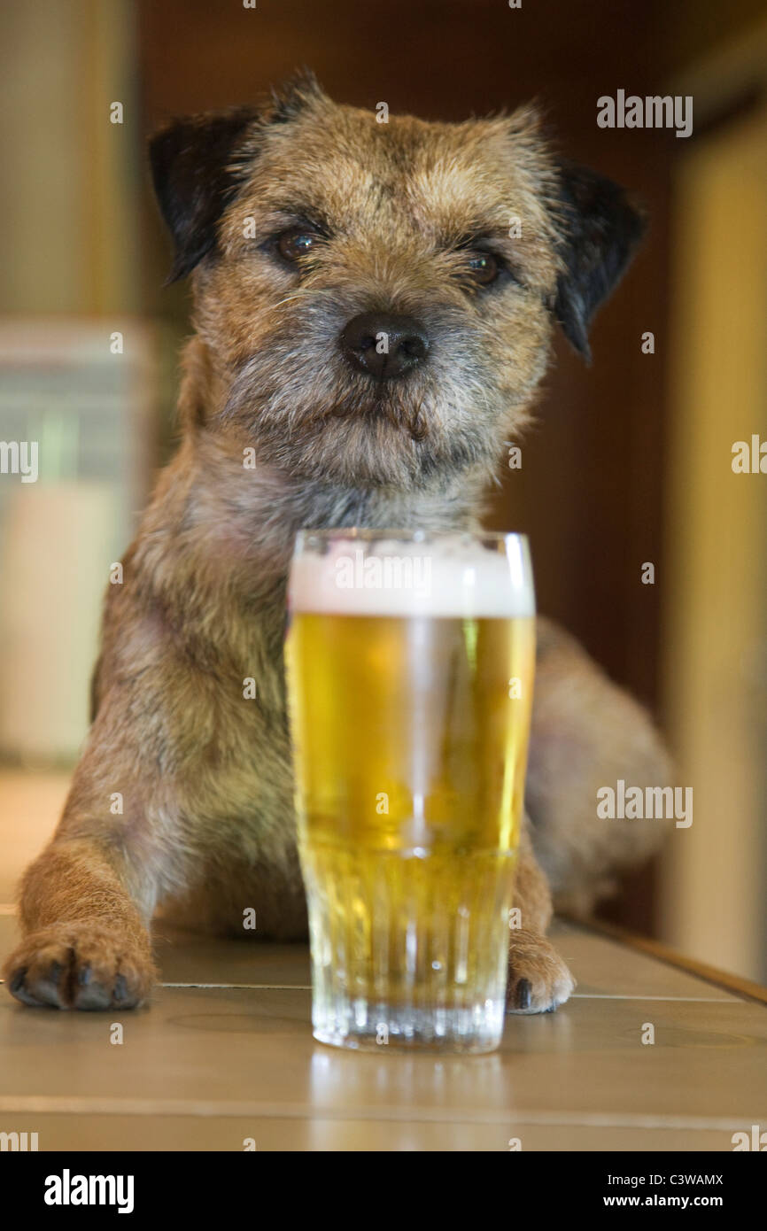 Border Terrier (Canis lupus familiaris) chien en bar avec verre de bière Banque D'Images