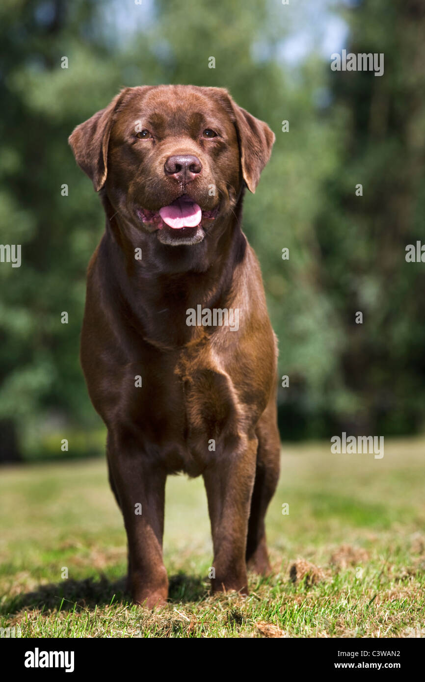 Labrador (Canis lupus familiaris) pup in garden Banque D'Images