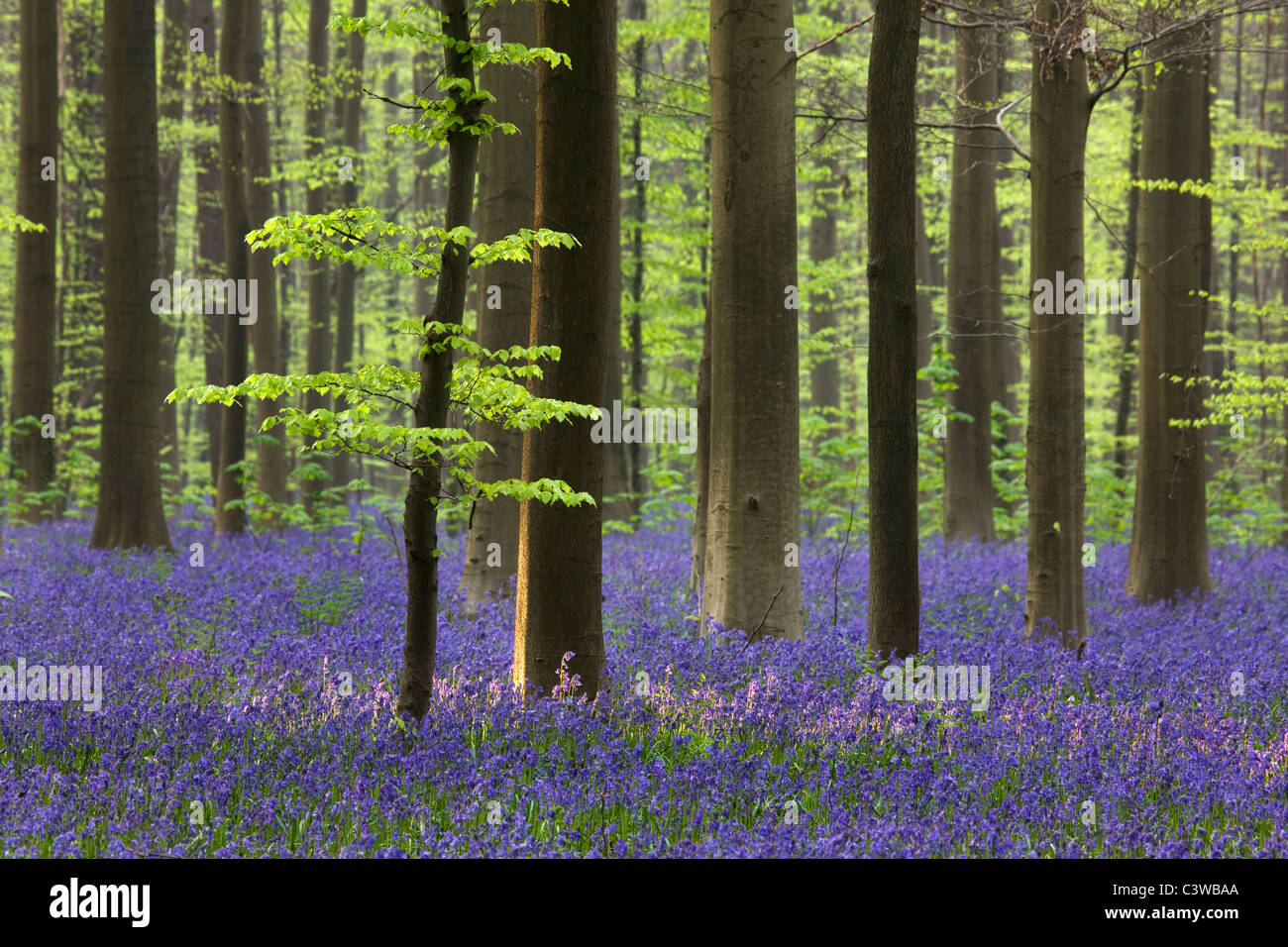 Bluebells (Endymion) nonscriptus en hêtre (Fagus sylvatica) forestiers, Hallerbos, Belgique Banque D'Images
