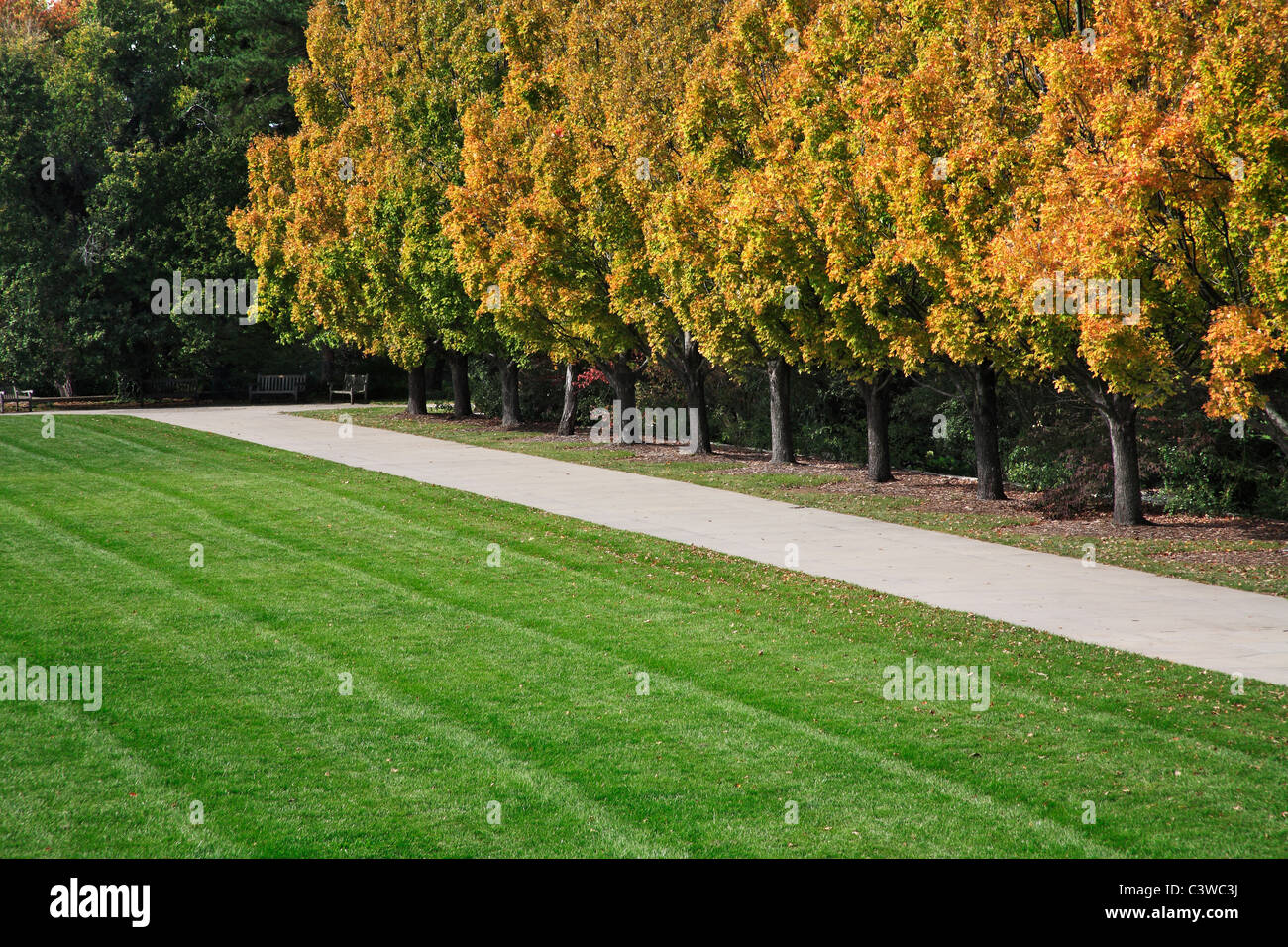 Une ligne d'arbres, d'un trottoir et l'herbe bien entretenu au début de l'automne à Ault Park à Cincinnati, Ohio, USA Banque D'Images