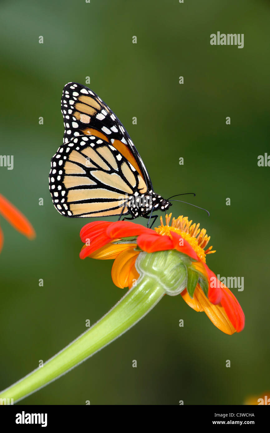 Un papillon sur une fleur rouge sur fond vert, Danaus plexippus Banque D'Images