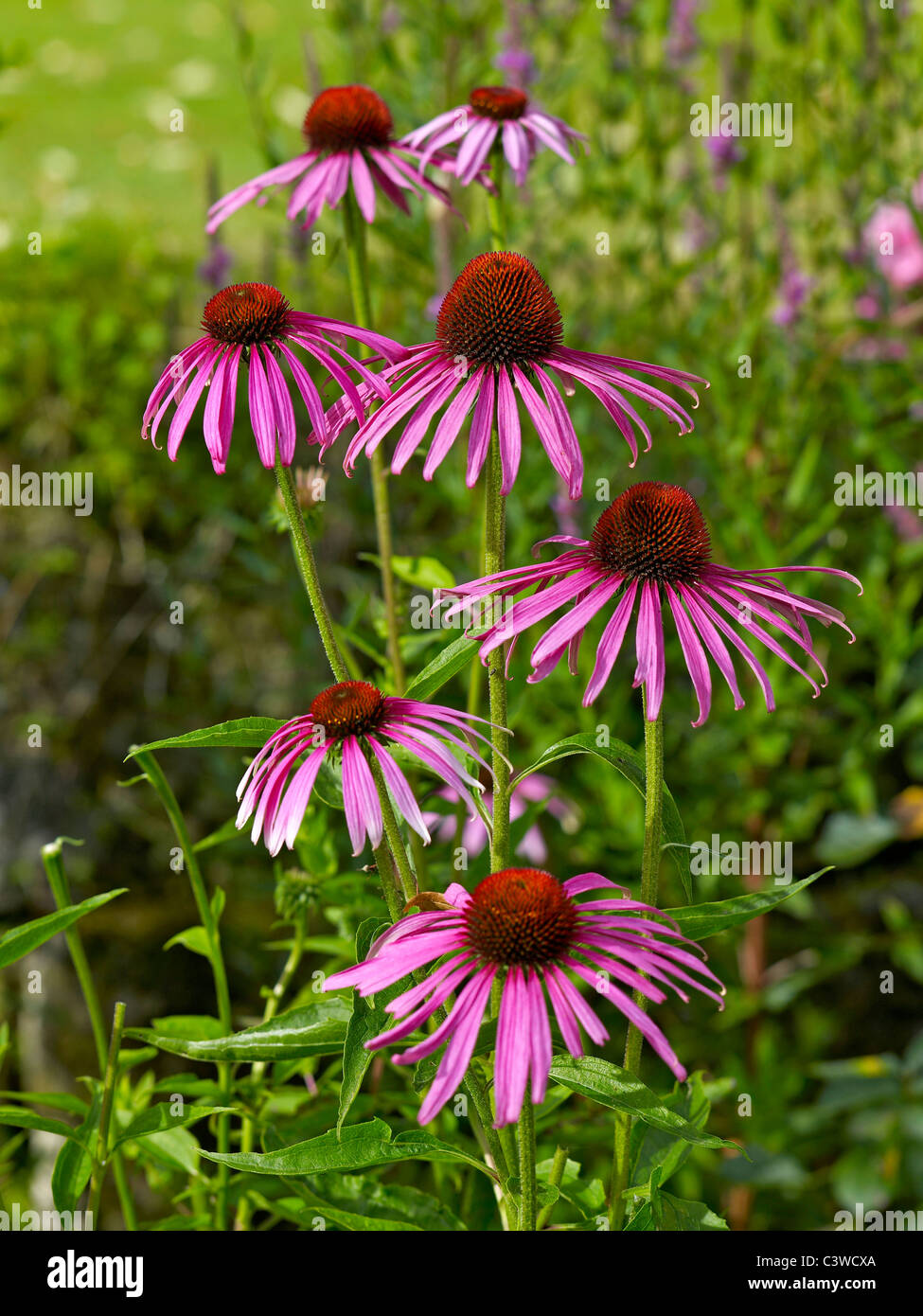 Echinacea purpurea fleur frontière dans un jardin Banque D'Images
