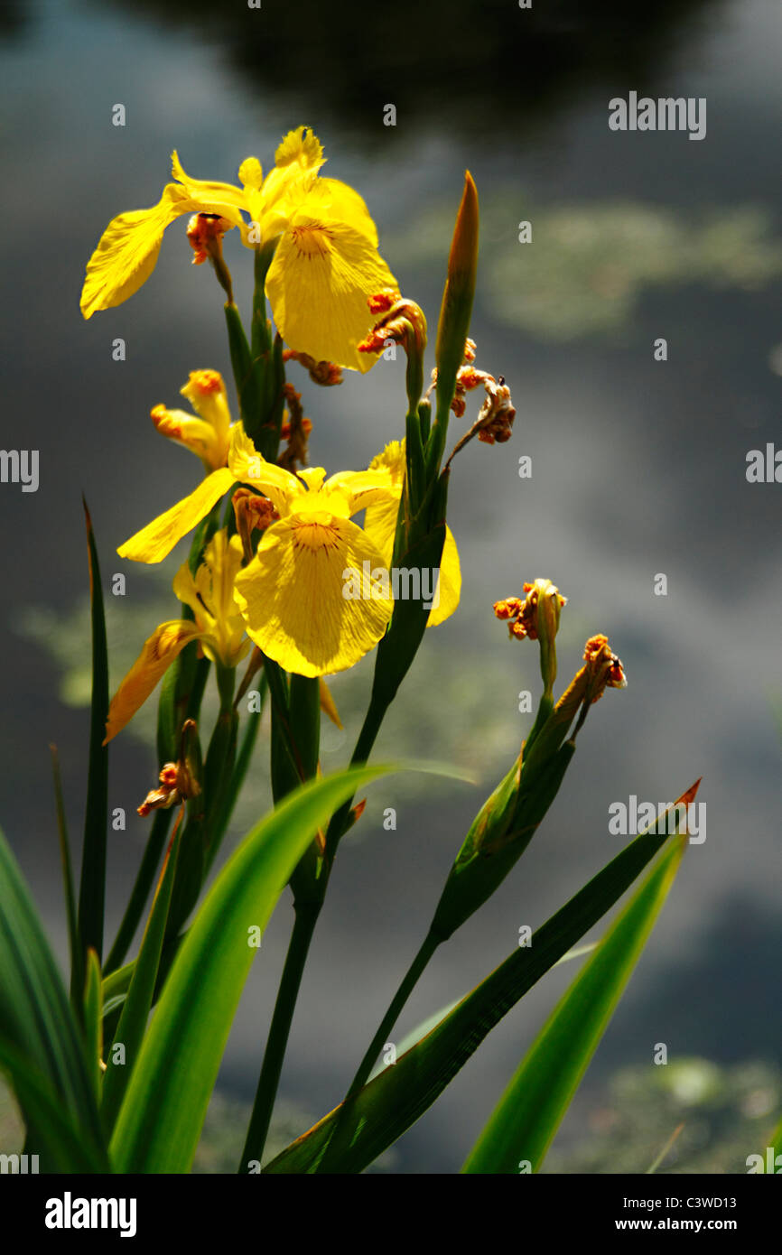 Drapeau jaune (Iris d'eau Iris pseudacorus) Banque D'Images