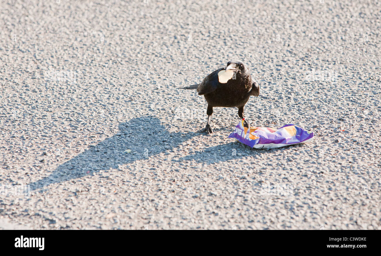 Une corneille noire (Corvus corone corone) se nourrissant d'un paquet de chips dans une station d'autoroute parking, Ecosse, Royaume-Uni. Banque D'Images