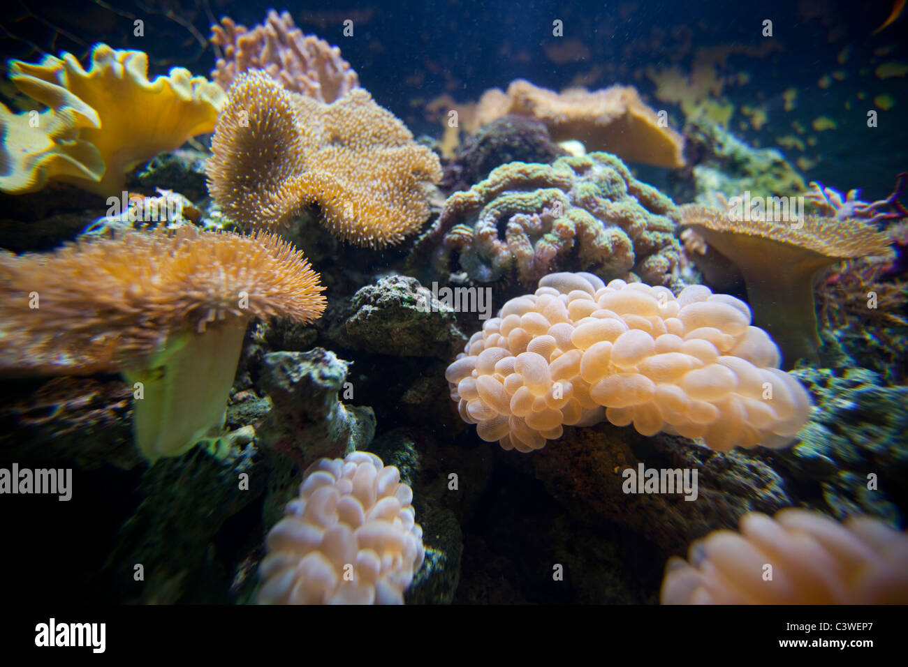 Aquarium d'eau salée, Kula Eco Park ; Vitu Levu ; Fidji Banque D'Images