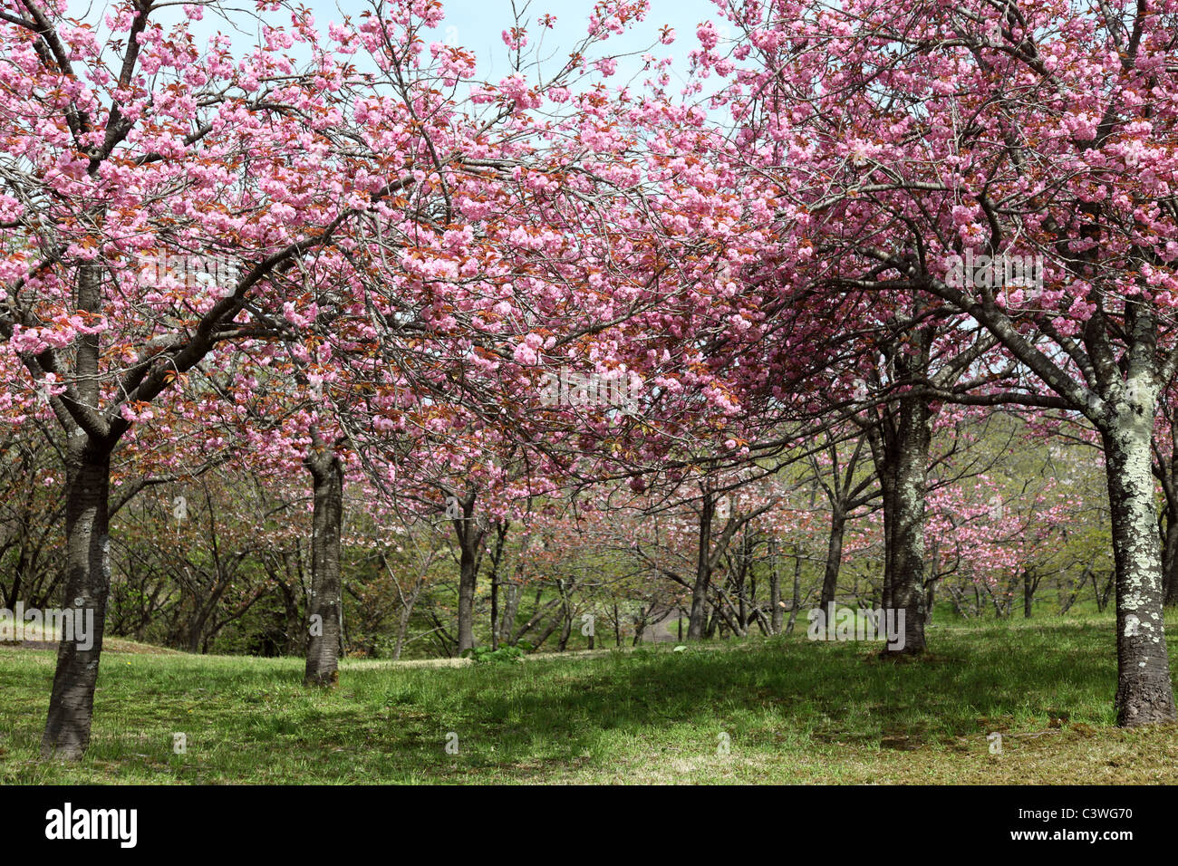 Les cerisiers en fleurs au Japon Akita park Banque D'Images
