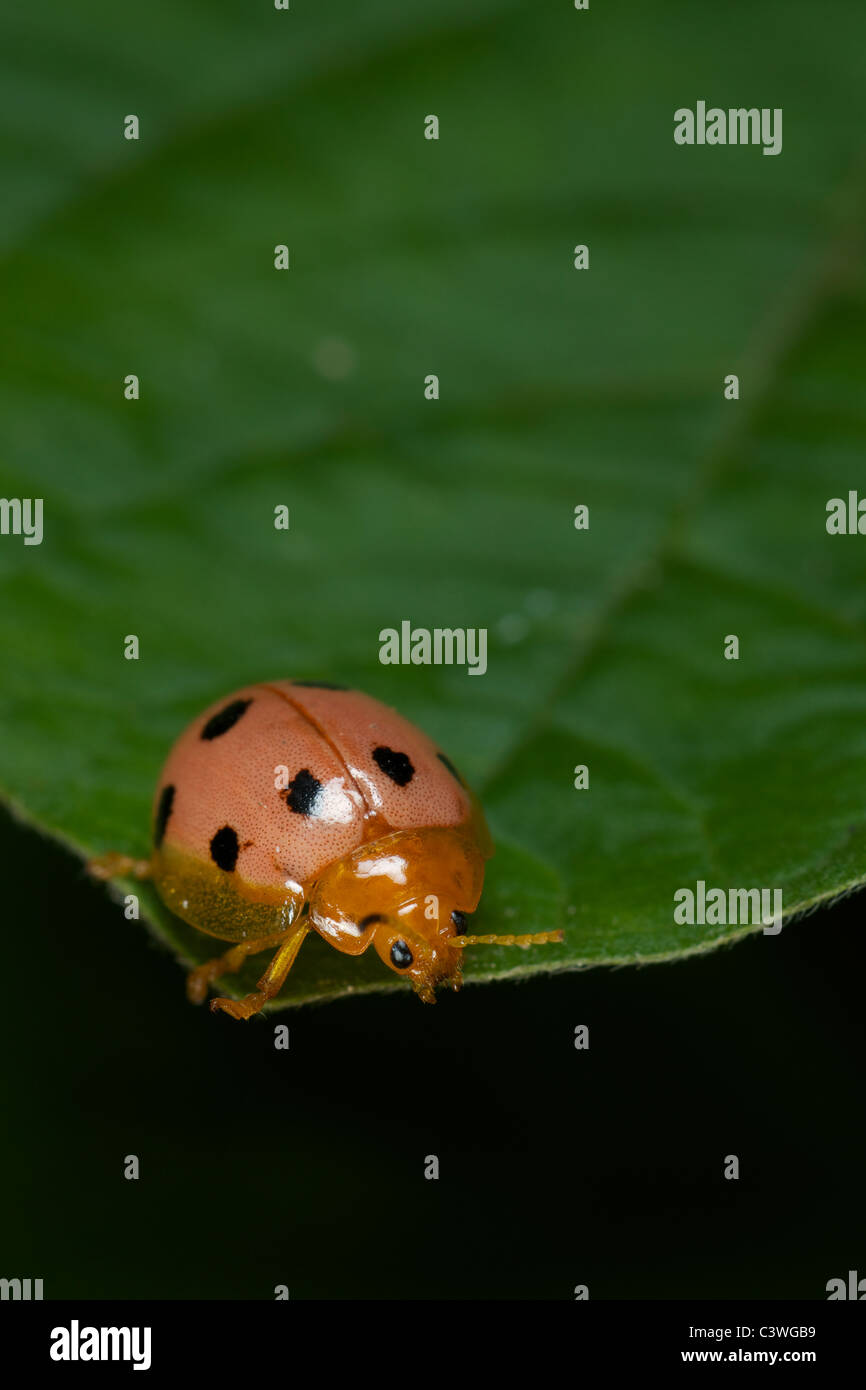 Protothea quadripunctata coccinelle Banque D'Images