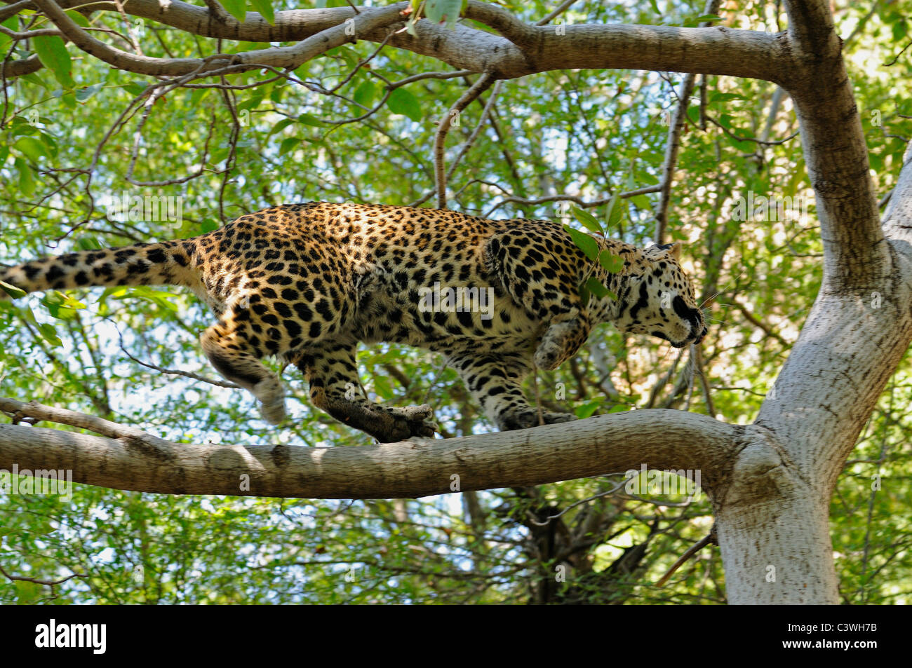 Leopard sur un arbre dans la réserve de tigres de Ranthambhore Banque D'Images