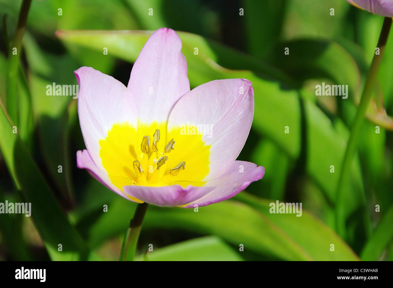 Tulpe rosa gelb - tulip rose jaune 01 Banque D'Images
