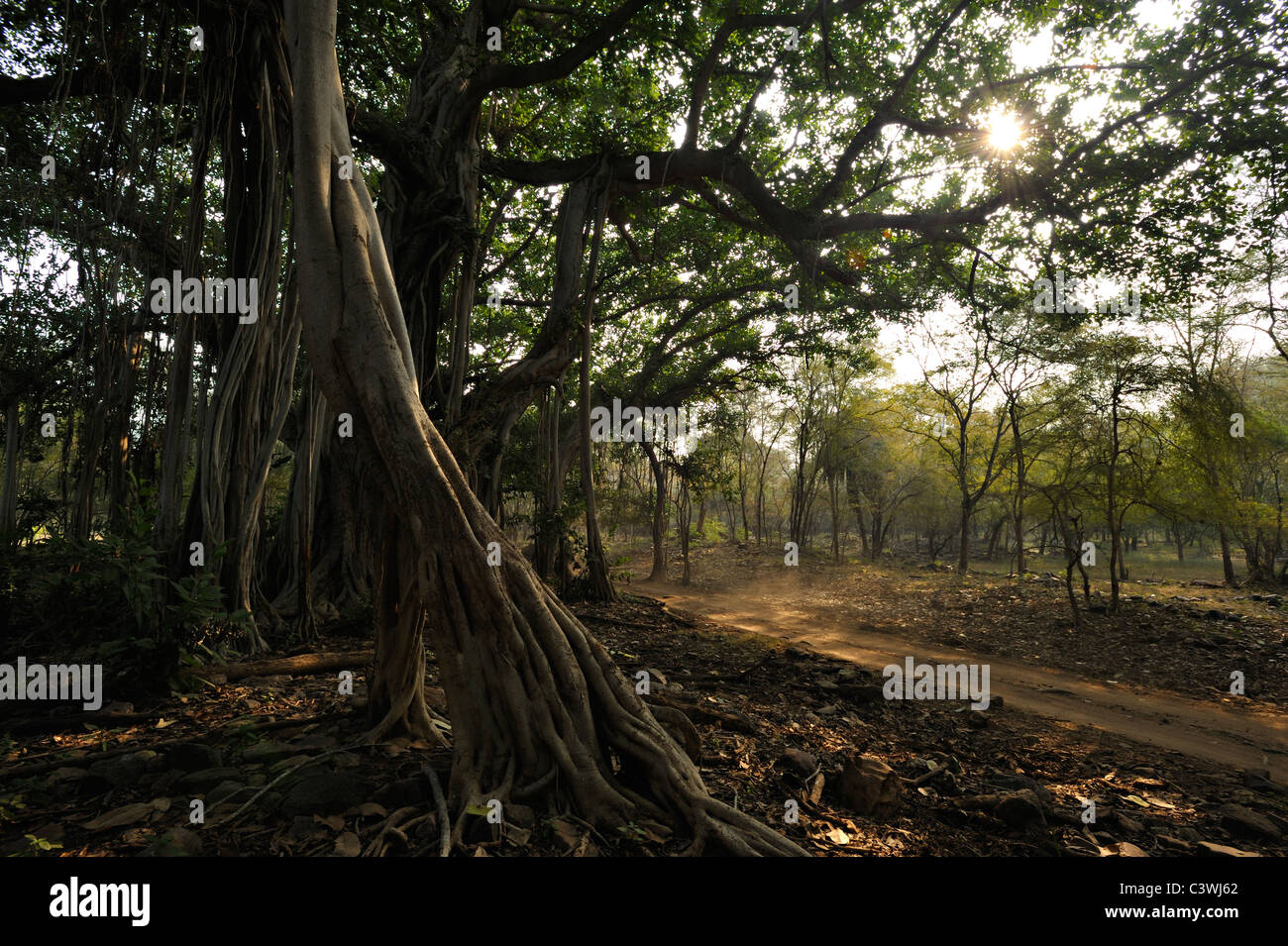 Banyan Tree à côté d'une piste forestière à Ranthambhore Banque D'Images