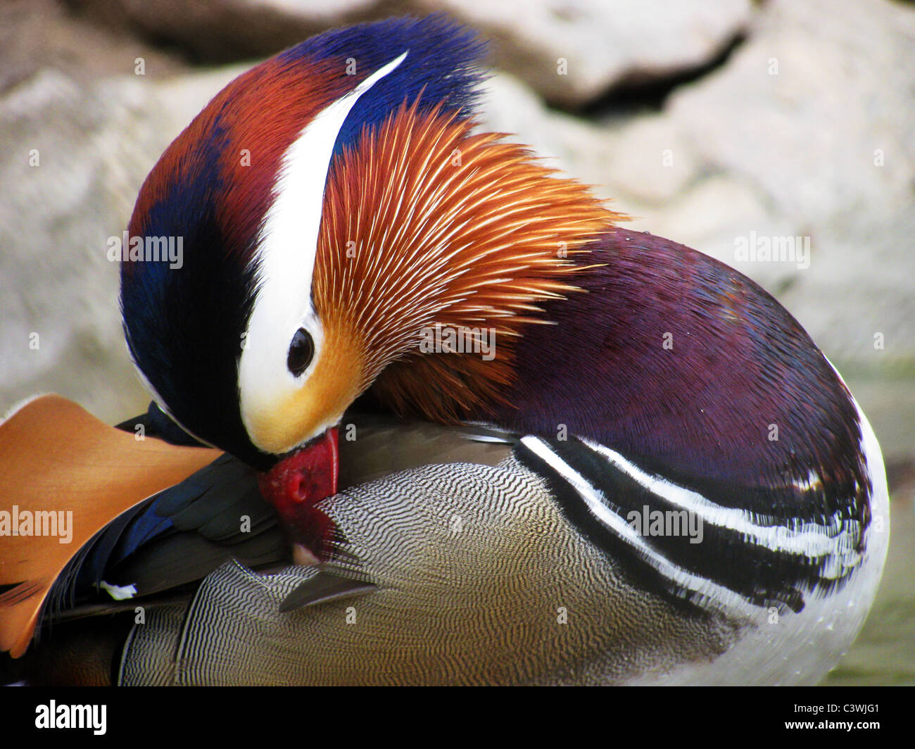 Nettoyage des plumes de canard mandarin Banque D'Images