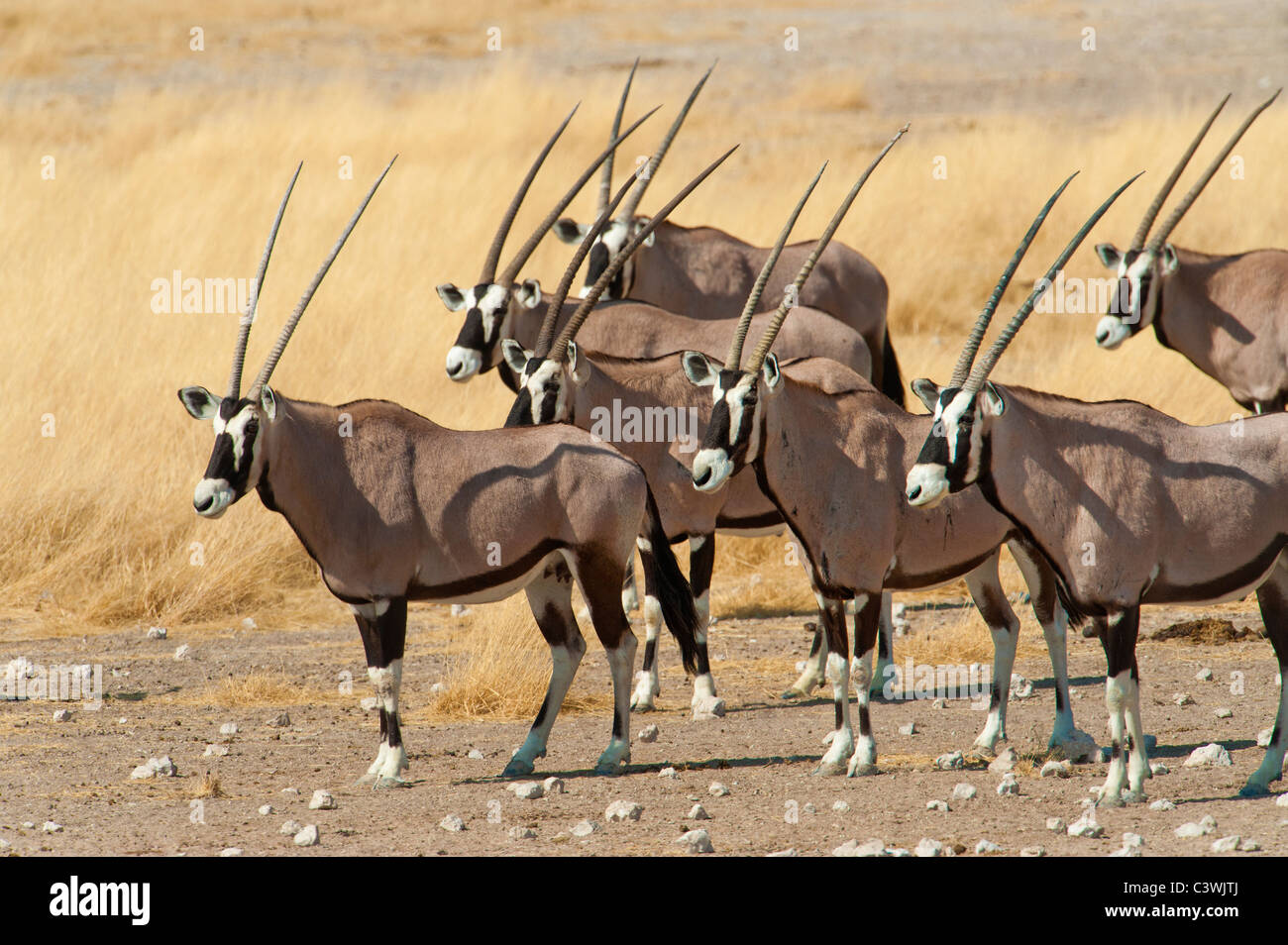 Oryx gazella namibie gazelle d'or Golden Prairie grass land 600 mm fond lisse teleobjective tele gazell Banque D'Images