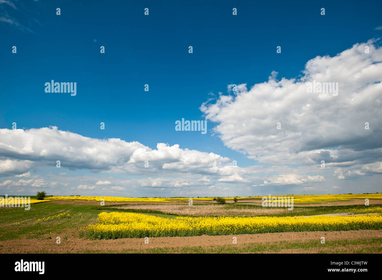 Paysage rural de la Grande Pologne, Pologne Banque D'Images