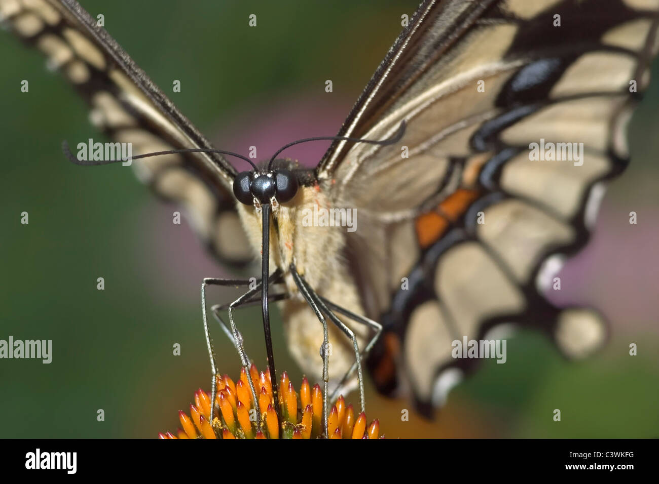 Un papillon, le grand porte-queue, Papilio cresphontes, Front View Banque D'Images