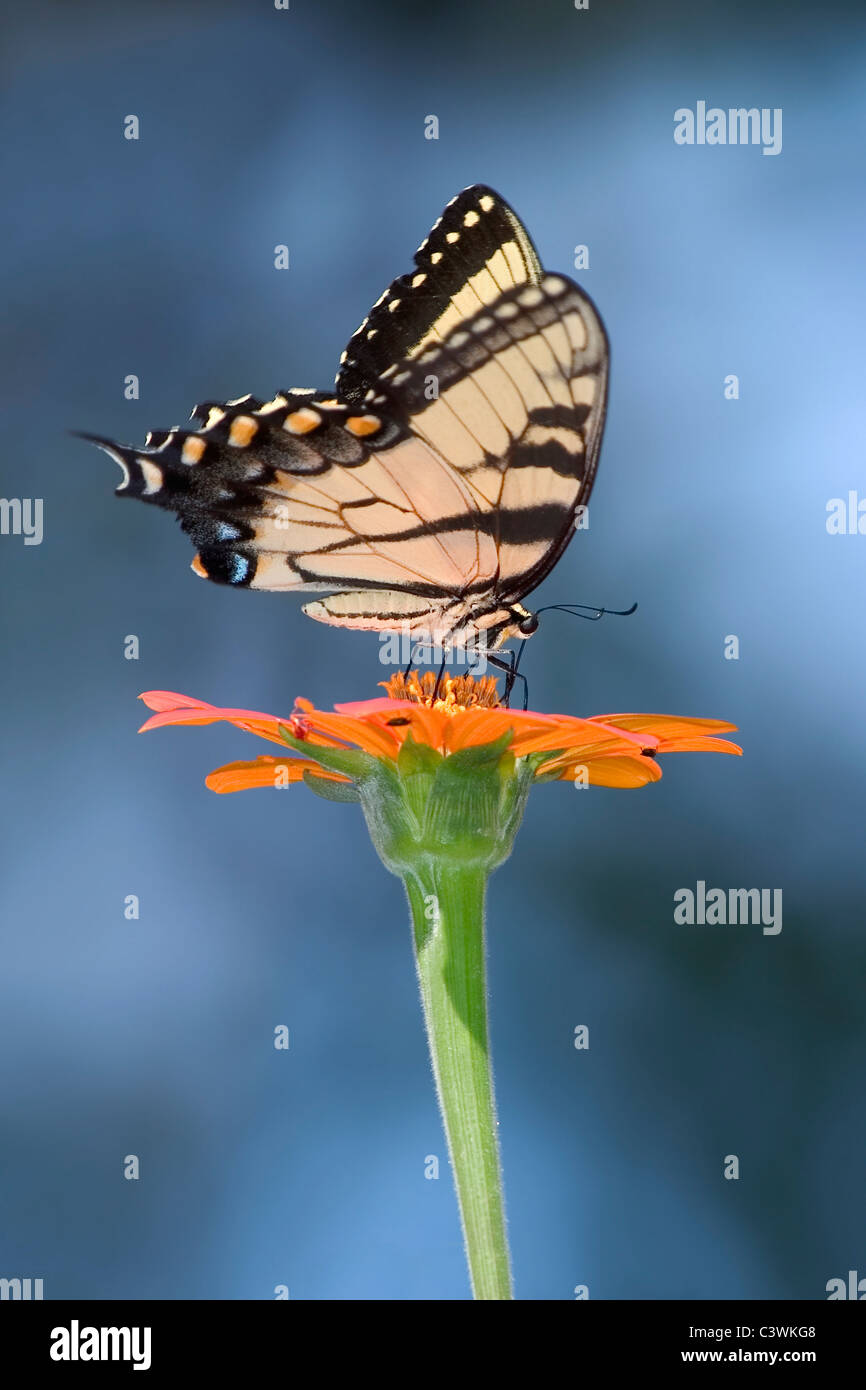 Un papillon, l'Est Tiger Swallowtail Nectar sur une fleur avec un fond de ciel bleu, Papilio glaucus Linnaeus Banque D'Images
