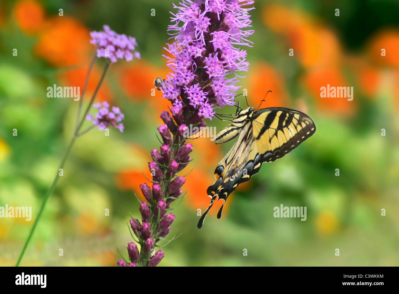 L'est un Tiger Swallowtail Butterfly sur Blazingstar Fleurs, Papilio glaucus Linnaeus Banque D'Images
