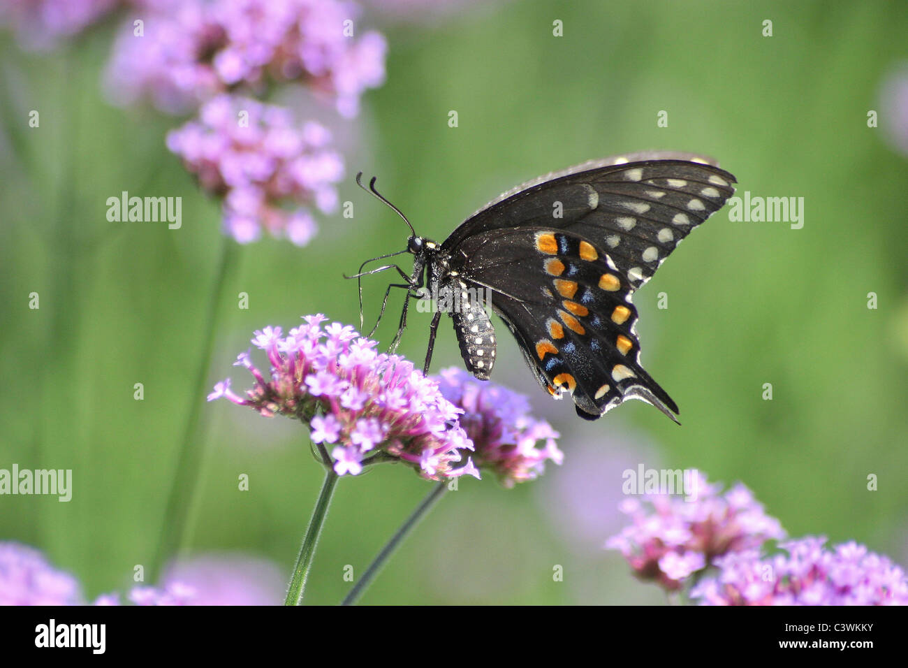 Un papillon au galop sur fond vert, le Swallowtail noir brésilien sur la Verveine Fleurs, Papilio polyxenes Fabriciu Banque D'Images