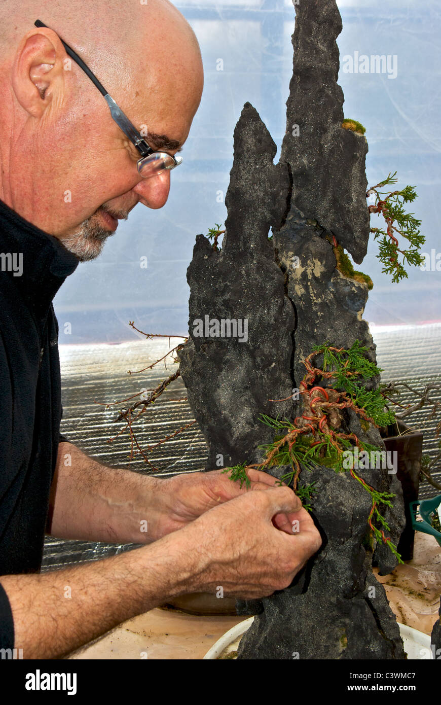 Bonsaï master pincer modeler les jeunes plantes cèdre sur base de roche à Pepiniere Bonsaï Gros-Bec Québec Lanaudière serre Banque D'Images