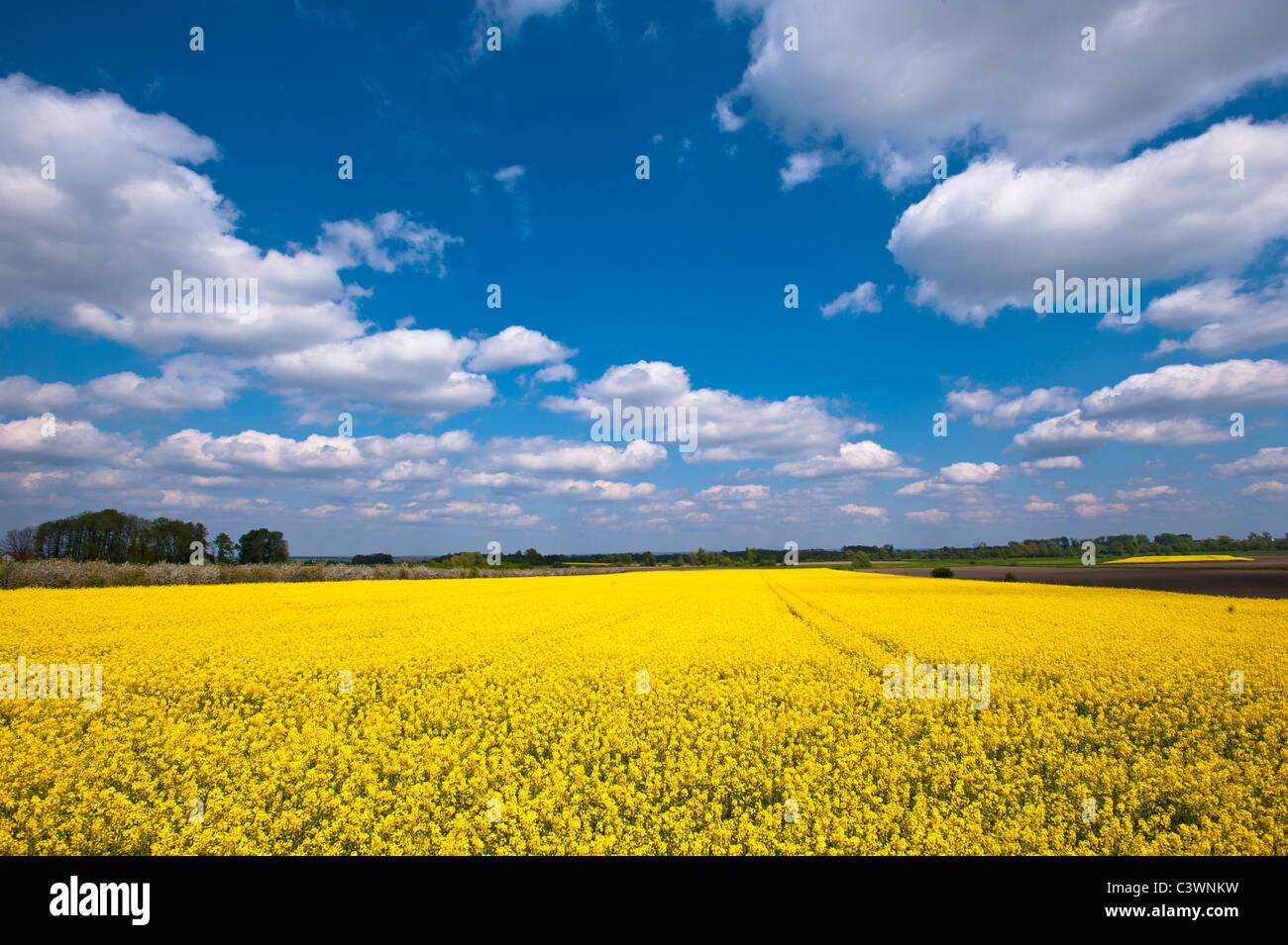 Paysage rural près de Wroclaw, Silésie, Pologne Banque D'Images