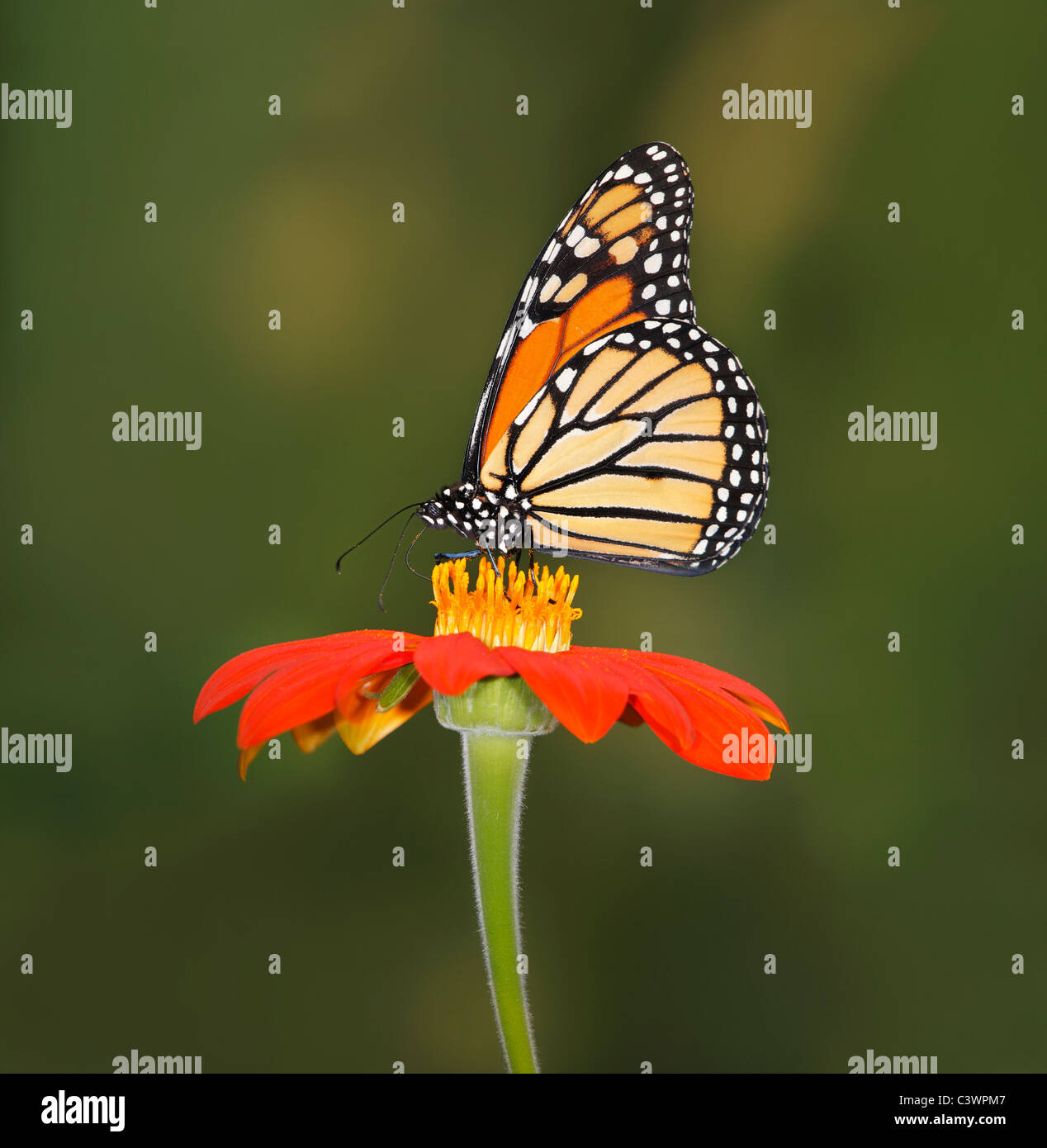 Papillon sur une fleur rouge, Danaus plexippus Banque D'Images