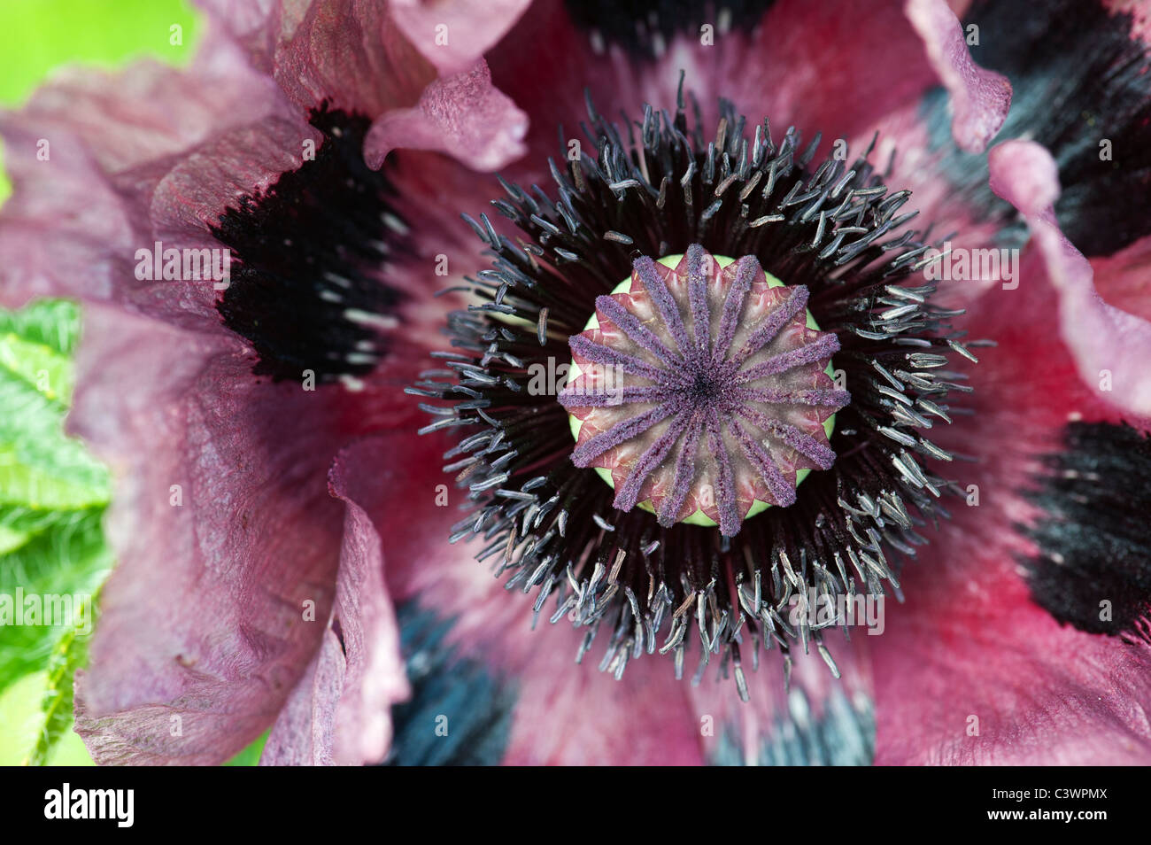 Papaver orientale 'Pattys Plum'. Close up sur milieu de fleur de pavot Banque D'Images