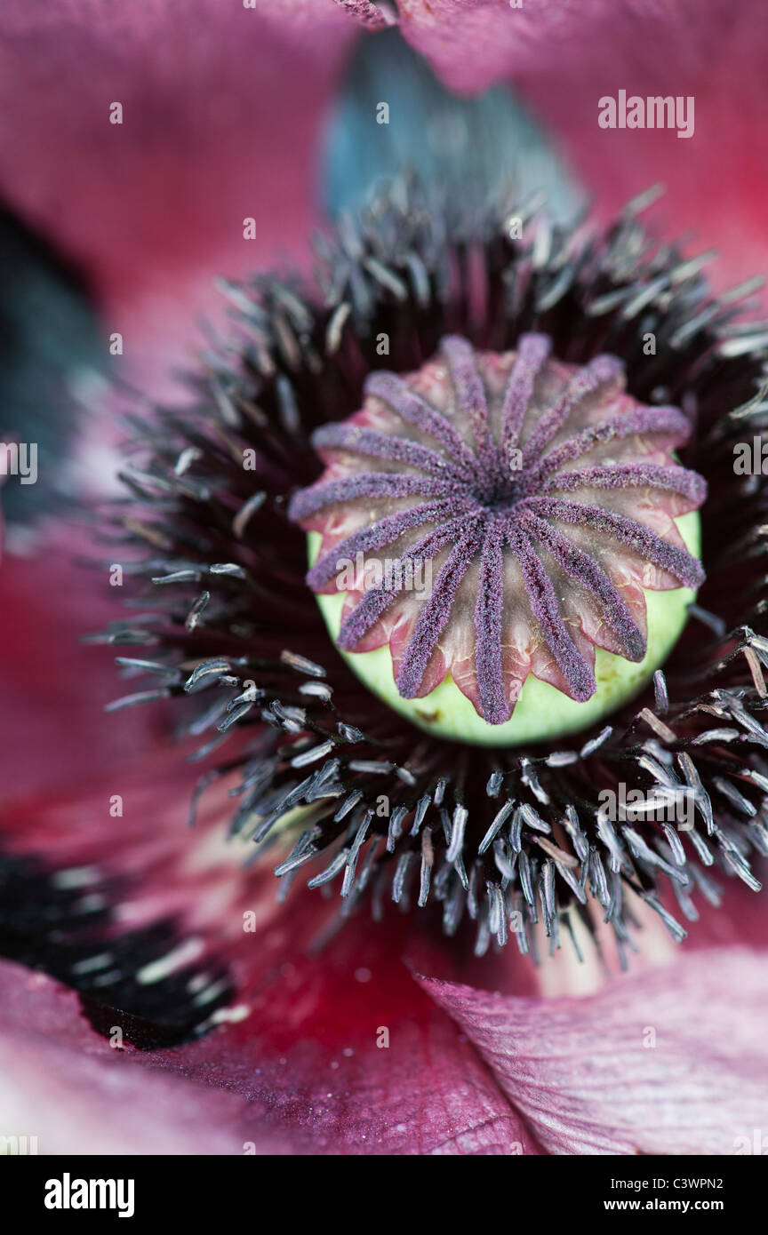 Papaver orientale 'Pattys Plum'. Close up sur milieu de fleur de pavot Banque D'Images
