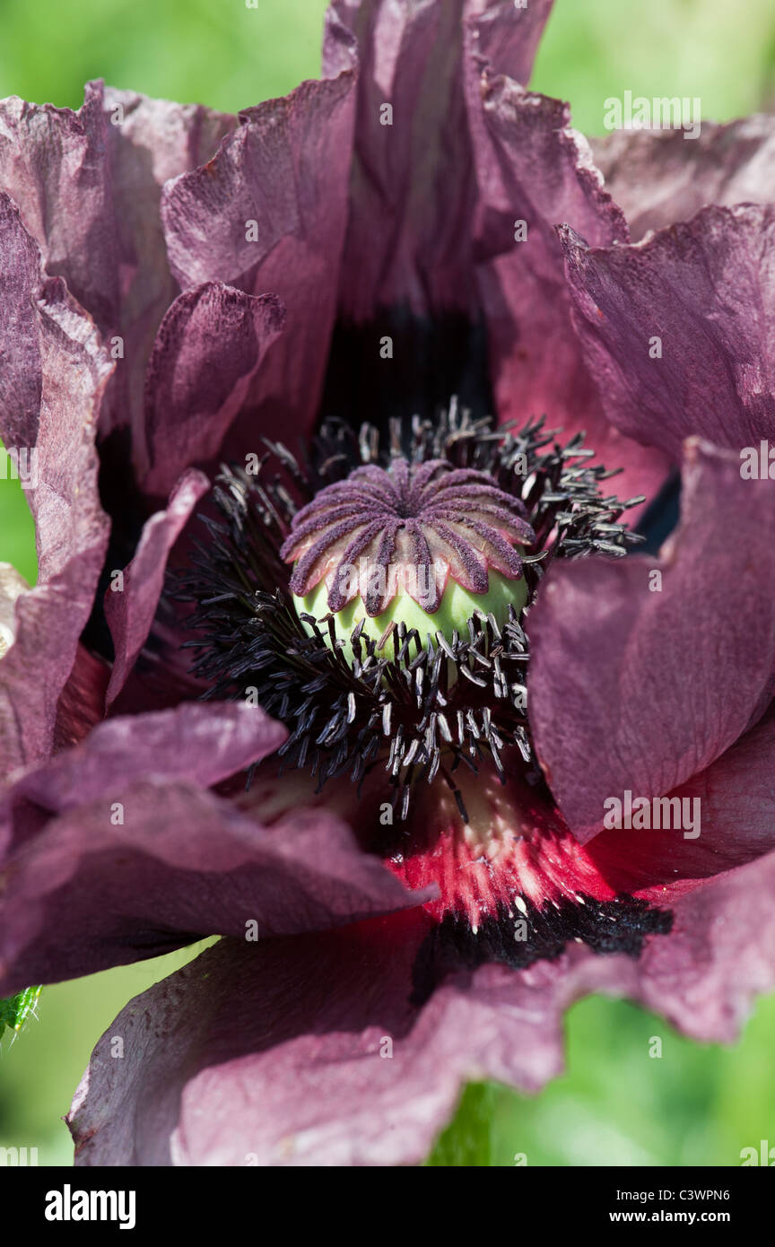 Papaver orientale 'Pattys Plum'. Close up sur milieu de fleur de pavot Banque D'Images