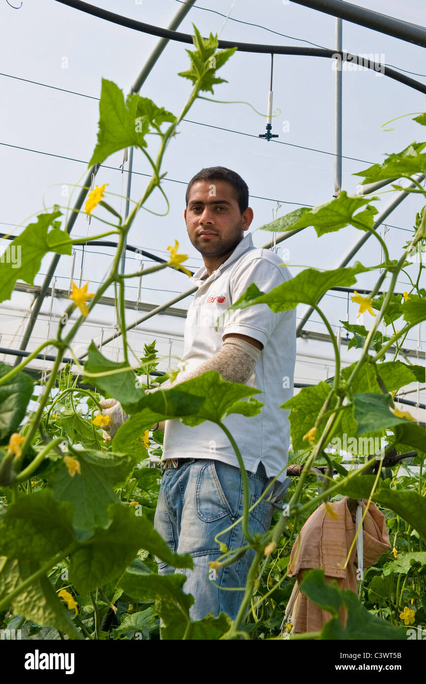 Travailleur indien dans la culture des concombres, Merlino Azienda Agricola San Maurizio, Merlino, province de Lodi, Italie Banque D'Images